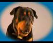 Buddy the Dog rotti sings I like the way you move by Bodyr