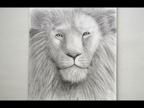 how to draw a lion