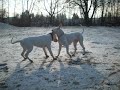 Dogo argentino 3 Dogo argentino 3