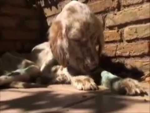 how to cure ehrlichia in dogs