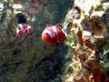 Clown fish