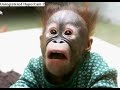 monkey portraits