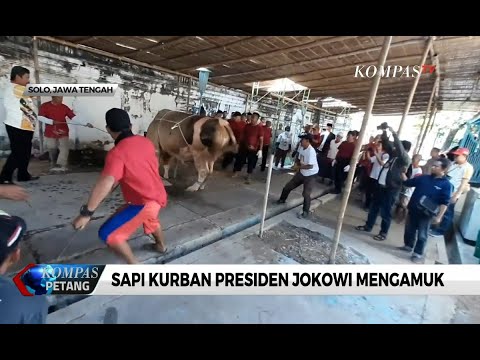 Detik-detik Sapi Kurban Presiden Jokowi Mengamuk