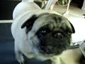 Fat pug doing exercise Fat pug doing exercise