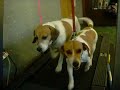 Gus & Mini working out
