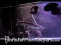 Feeding_Time_by_socalhellfire - Monsterfishkeepers.com