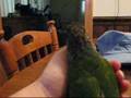 Max the Conure - A Bird in the Hand