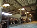 bagpipe cornemuse irish