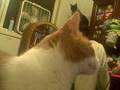 videos de Messy Marvin Close-up