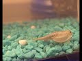 Triops