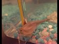 Triops Triops