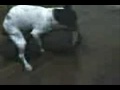 SEXO ANIMAL