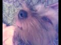 眠りイヌ動画