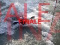 championnat du monde roudnice : les videos kayak