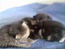 Kitten Diaires: Their second week