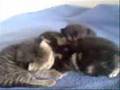 Kitten Diaires: Their second week
