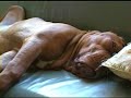 snoring as an adult man