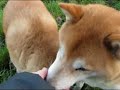Shiba Inu morning-walk (part 2) Shiba Inu morning-walk (part 2)