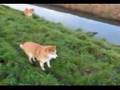 Shiba Inu morning-walk (part 2)