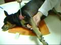 Acupuntura Veterin�ria