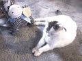 cleopatra and molly moo 1