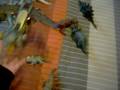 toy dinosour fun toy dinosour fun