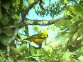 African Golden Oriole (Oriolus auratus) African Golden Oriole (Oriolus auratus)