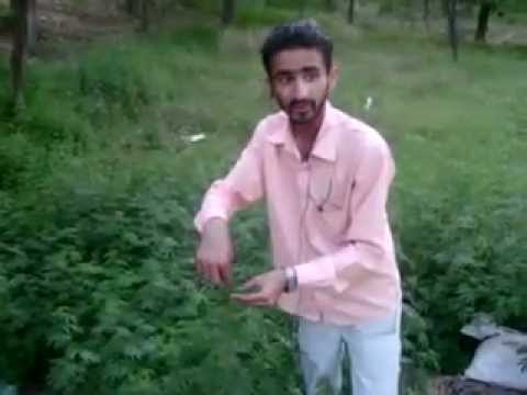how to grow bhang