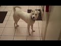Introducing Joey Official Mascot of Fetch! Pet Care NW San Gabriel Valley.wmv