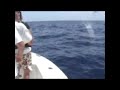 2007 billfish\