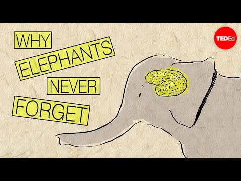 Why elephants never forget Thumbnail