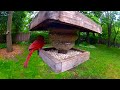 Click here to watch this video Finch and Cardinal