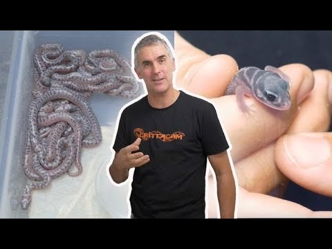 YouTube reptile video