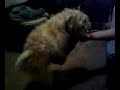 Casey\