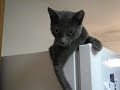 kitty