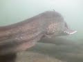 catfish underwater catfish underwater
