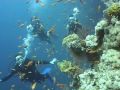 Red Sea Diving Red Sea Diving