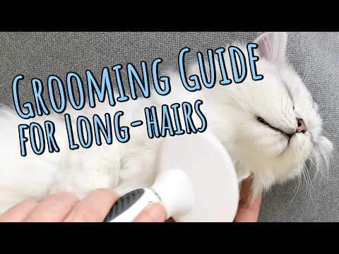 Grooming Guide for longhair kittens – feat. Catit and Little Bigger brush and nail clipping products