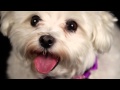 You won't believe where this dog came from!