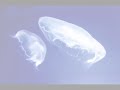 Virgula