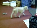 Our pets