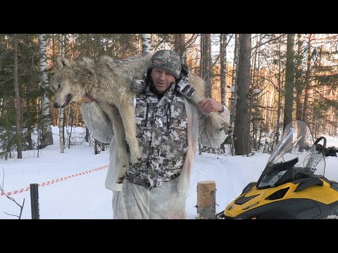 Winterjagd auf Wolf 2022 (Film 2)