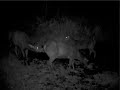 Sambar Family