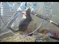 Osm�k degu