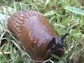 A Slug and a Dog
