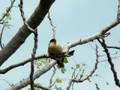 Brahminy Myna (Brahminy Starling) on a drumstick tree -II