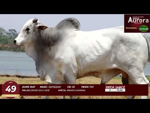 4� De Olho na Fazenda - NELORE AURORA participa��o Chico Paulic�ia