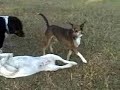 canine cerebellar abiotrophy canine cerebellar abiotrophy