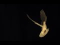 White dove