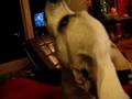 videos de Chihuahua (BooDog) protecting bone part 2